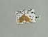 ( - BC ZSM Lep 93560)  @12 [ ] CreativeCommons - Attribution Non-Commercial Share-Alike (2016) SNSB, Staatliche Naturwissenschaftliche Sammlungen Bayerns ZSM (SNSB, Zoologische Staatssammlung Muenchen)