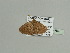  (Asthenotricha inutilis - BC ZSM Lep 93561)  @13 [ ] CreativeCommons - Attribution Non-Commercial Share-Alike (2016) SNSB, Staatliche Naturwissenschaftliche Sammlungen Bayerns ZSM (SNSB, Zoologische Staatssammlung Muenchen)