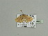  ( - BC ZSM Lep 93562)  @12 [ ] CreativeCommons - Attribution Non-Commercial Share-Alike (2016) SNSB, Staatliche Naturwissenschaftliche Sammlungen Bayerns ZSM (SNSB, Zoologische Staatssammlung Muenchen)