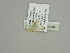  ( - BC ZSM Lep 91587)  @12 [ ] CreativeCommons - Attribution Non-Commercial Share-Alike (2016) SNSB, Staatliche Naturwissenschaftliche Sammlungen Bayerns ZSM (SNSB, Zoologische Staatssammlung Muenchen)