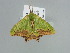  ( - BC ZSM Lep 91591)  @12 [ ] CreativeCommons - Attribution Non-Commercial Share-Alike (2016) SNSB, Staatliche Naturwissenschaftliche Sammlungen Bayerns ZSM (SNSB, Zoologische Staatssammlung Muenchen)