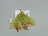  ( - BC ZSM Lep 91592)  @12 [ ] CreativeCommons - Attribution Non-Commercial Share-Alike (2016) SNSB, Staatliche Naturwissenschaftliche Sammlungen Bayerns ZSM (SNSB, Zoologische Staatssammlung Muenchen)