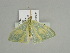  ( - BC ZSM Lep 91599)  @13 [ ] CreativeCommons - Attribution Non-Commercial Share-Alike (2016) SNSB, Staatliche Naturwissenschaftliche Sammlungen Bayerns ZSM (SNSB, Zoologische Staatssammlung Muenchen)
