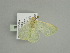  ( - BC ZSM Lep 91600)  @13 [ ] CreativeCommons - Attribution Non-Commercial Share-Alike (2016) SNSB, Staatliche Naturwissenschaftliche Sammlungen Bayerns ZSM (SNSB, Zoologische Staatssammlung Muenchen)