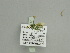  ( - BC ZSM Lep 91617)  @12 [ ] CreativeCommons - Attribution Non-Commercial Share-Alike (2016) SNSB, Staatliche Naturwissenschaftliche Sammlungen Bayerns ZSM (SNSB, Zoologische Staatssammlung Muenchen)