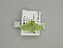  ( - BC ZSM Lep 91626)  @12 [ ] CreativeCommons - Attribution Non-Commercial Share-Alike (2016) SNSB, Staatliche Naturwissenschaftliche Sammlungen Bayerns ZSM (SNSB, Zoologische Staatssammlung Muenchen)