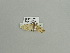  ( - BC ZSM Lep 91636)  @12 [ ] CreativeCommons - Attribution Non-Commercial Share-Alike (2016) SNSB, Staatliche Naturwissenschaftliche Sammlungen Bayerns ZSM (SNSB, Zoologische Staatssammlung Muenchen)