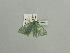  ( - BC ZSM Lep 91655)  @12 [ ] CreativeCommons - Attribution Non-Commercial Share-Alike (2016) SNSB, Staatliche Naturwissenschaftliche Sammlungen Bayerns ZSM (SNSB, Zoologische Staatssammlung Muenchen)