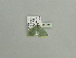  ( - BC ZSM Lep 91657)  @13 [ ] CreativeCommons - Attribution Non-Commercial Share-Alike (2016) SNSB, Staatliche Naturwissenschaftliche Sammlungen Bayerns ZSM (SNSB, Zoologische Staatssammlung Muenchen)