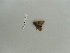  ( - BC ZSM Lep 91662)  @12 [ ] CreativeCommons - Attribution Non-Commercial Share-Alike (2016) SNSB, Staatliche Naturwissenschaftliche Sammlungen Bayerns ZSM (SNSB, Zoologische Staatssammlung Muenchen)
