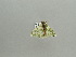  ( - BC ZSM Lep 91679)  @12 [ ] CreativeCommons - Attribution Non-Commercial Share-Alike (2016) SNSB, Staatliche Naturwissenschaftliche Sammlungen Bayerns ZSM (SNSB, Zoologische Staatssammlung Muenchen)