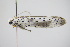  ( - BC ZSM Lep 91686)  @12 [ ] CreativeCommons - Attribution Non-Commercial Share-Alike (2016) SNSB, Staatliche Naturwissenschaftliche Sammlungen Bayerns ZSM (SNSB, Zoologische Staatssammlung Muenchen)