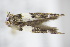  ( - BC ZSM Lep 91692)  @12 [ ] CreativeCommons - Attribution Non-Commercial Share-Alike (2016) SNSB, Staatliche Naturwissenschaftliche Sammlungen Bayerns ZSM (SNSB, Zoologische Staatssammlung Muenchen)