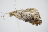  ( - BC ZSM Lep 91693)  @12 [ ] CreativeCommons - Attribution Non-Commercial Share-Alike (2016) SNSB, Staatliche Naturwissenschaftliche Sammlungen Bayerns ZSM (SNSB, Zoologische Staatssammlung Muenchen)