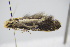  ( - BC ZSM Lep 91698)  @12 [ ] CreativeCommons - Attribution Non-Commercial Share-Alike (2016) SNSB, Staatliche Naturwissenschaftliche Sammlungen Bayerns ZSM (SNSB, Zoologische Staatssammlung Muenchen)