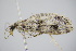  ( - BC ZSM Lep 91707)  @12 [ ] CreativeCommons - Attribution Non-Commercial Share-Alike (2016) SNSB, Staatliche Naturwissenschaftliche Sammlungen Bayerns ZSM (SNSB, Zoologische Staatssammlung Muenchen)