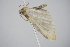  ( - BC ZSM Lep 91714)  @13 [ ] CreativeCommons - Attribution Non-Commercial Share-Alike (2016) SNSB, Staatliche Naturwissenschaftliche Sammlungen Bayerns ZSM (SNSB, Zoologische Staatssammlung Muenchen)