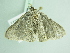  ( - BC ZSM Lep 91726)  @13 [ ] CreativeCommons - Attribution Non-Commercial Share-Alike (2016) SNSB, Staatliche Naturwissenschaftliche Sammlungen Bayerns ZSM (SNSB, Zoologische Staatssammlung Muenchen)