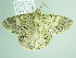  ( - BC ZSM Lep 91731)  @13 [ ] CreativeCommons - Attribution Non-Commercial Share-Alike (2016) SNSB, Staatliche Naturwissenschaftliche Sammlungen Bayerns ZSM (SNSB, Zoologische Staatssammlung Muenchen)