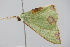  ( - BC ZSM Lep 91737)  @12 [ ] CreativeCommons - Attribution Non-Commercial Share-Alike (2016) SNSB, Staatliche Naturwissenschaftliche Sammlungen Bayerns ZSM (SNSB, Zoologische Staatssammlung Muenchen)