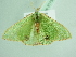  ( - BC ZSM Lep 91738)  @14 [ ] CreativeCommons - Attribution Non-Commercial Share-Alike (2016) SNSB, Staatliche Naturwissenschaftliche Sammlungen Bayerns ZSM (SNSB, Zoologische Staatssammlung Muenchen)