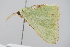  ( - BC ZSM Lep 91739)  @13 [ ] CreativeCommons - Attribution Non-Commercial Share-Alike (2016) SNSB, Staatliche Naturwissenschaftliche Sammlungen Bayerns ZSM (SNSB, Zoologische Staatssammlung Muenchen)