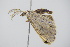  ( - BC ZSM Lep 91740)  @13 [ ] CreativeCommons - Attribution Non-Commercial Share-Alike (2016) SNSB, Staatliche Naturwissenschaftliche Sammlungen Bayerns ZSM (SNSB, Zoologische Staatssammlung Muenchen)