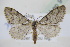  (Tephronia nuragica - BC ZSM Lep 91741)  @15 [ ] CreativeCommons - Attribution Non-Commercial Share-Alike (2016) SNSB, Staatliche Naturwissenschaftliche Sammlungen Bayerns ZSM (SNSB, Zoologische Staatssammlung Muenchen)