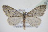 ( - BC ZSM Lep 91742)  @14 [ ] CreativeCommons - Attribution Non-Commercial Share-Alike (2016) SNSB, Staatliche Naturwissenschaftliche Sammlungen Bayerns ZSM (SNSB, Zoologische Staatssammlung Muenchen)