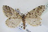  ( - BC ZSM Lep 91751)  @11 [ ] CreativeCommons - Attribution Non-Commercial Share-Alike (2016) SNSB, Staatliche Naturwissenschaftliche Sammlungen Bayerns ZSM (SNSB, Zoologische Staatssammlung Muenchen)