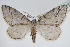  ( - BC ZSM Lep 91752)  @11 [ ] CreativeCommons - Attribution Non-Commercial Share-Alike (2016) SNSB, Staatliche Naturwissenschaftliche Sammlungen Bayerns ZSM (SNSB, Zoologische Staatssammlung Muenchen)