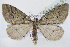  (Tephronia sicula - BC ZSM Lep 91753)  @13 [ ] CreativeCommons - Attribution Non-Commercial Share-Alike (2016) SNSB, Staatliche Naturwissenschaftliche Sammlungen Bayerns ZSM (SNSB, Zoologische Staatssammlung Muenchen)