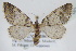  ( - BC ZSM Lep 91760)  @11 [ ] CreativeCommons - Attribution Non-Commercial Share-Alike (2016) SNSB, Staatliche Naturwissenschaftliche Sammlungen Bayerns ZSM (SNSB, Zoologische Staatssammlung Muenchen)