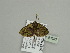  (Piercia myopterix - BC ZSM Lep 93583)  @13 [ ] CreativeCommons - Attribution Non-Commercial Share-Alike (2016) SNSB, Staatliche Naturwissenschaftliche Sammlungen Bayerns ZSM (SNSB, Zoologische Staatssammlung Muenchen)