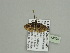  (Eupithecia dilucidaAH03Ca - BC ZSM Lep 93595)  @13 [ ] CreativeCommons - Attribution Non-Commercial Share-Alike (2016) SNSB, Staatliche Naturwissenschaftliche Sammlungen Bayerns ZSM (SNSB, Zoologische Staatssammlung Muenchen)