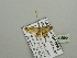  (Chloroclystis viridigriseaAH01Ca - BC ZSM Lep 93598)  @13 [ ] CreativeCommons - Attribution Non-Commercial Share-Alike (2016) SNSB, Staatliche Naturwissenschaftliche Sammlungen Bayerns ZSM (SNSB, Zoologische Staatssammlung Muenchen)