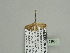  (Chloroclystis AH03Ca - BC ZSM Lep 93603)  @12 [ ] CreativeCommons - Attribution Non-Commercial Share-Alike (2016) SNSB, Staatliche Naturwissenschaftliche Sammlungen Bayerns ZSM (SNSB, Zoologische Staatssammlung Muenchen)