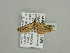  (Eupithecia AH01Ca - BC ZSM Lep 93607)  @13 [ ] CreativeCommons - Attribution Non-Commercial Share-Alike (2016) SNSB, Staatliche Naturwissenschaftliche Sammlungen Bayerns ZSM (SNSB, Zoologische Staatssammlung Muenchen)