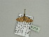  (Eupithecia dargei - BC ZSM Lep 93608)  @12 [ ] CreativeCommons - Attribution Non-Commercial Share-Alike (2016) SNSB, Staatliche Naturwissenschaftliche Sammlungen Bayerns ZSM (SNSB, Zoologische Staatssammlung Muenchen)