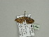  (Eupithecia AH02Ca - BC ZSM Lep 93609)  @13 [ ] CreativeCommons - Attribution Non-Commercial Share-Alike (2016) SNSB, Staatliche Naturwissenschaftliche Sammlungen Bayerns ZSM (SNSB, Zoologische Staatssammlung Muenchen)