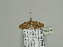  ( - BC ZSM Lep 93610)  @13 [ ] CreativeCommons - Attribution Non-Commercial Share-Alike (2016) SNSB, Staatliche Naturwissenschaftliche Sammlungen Bayerns ZSM (SNSB, Zoologische Staatssammlung Muenchen)