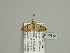  (Eupithecia oculataAH02Ca - BC ZSM Lep 93612)  @13 [ ] CreativeCommons - Attribution Non-Commercial Share-Alike (2016) SNSB, Staatliche Naturwissenschaftliche Sammlungen Bayerns ZSM (SNSB, Zoologische Staatssammlung Muenchen)