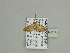  (Eupithecia oculataAH03Ca - BC ZSM Lep 93614)  @13 [ ] CreativeCommons - Attribution Non-Commercial Share-Alike (2016) SNSB, Staatliche Naturwissenschaftliche Sammlungen Bayerns ZSM (SNSB, Zoologische Staatssammlung Muenchen)