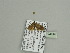  (Eupithecia multiplexAH01Ca - BC ZSM Lep 93615)  @12 [ ] CreativeCommons - Attribution Non-Commercial Share-Alike (2016) SNSB, Staatliche Naturwissenschaftliche Sammlungen Bayerns ZSM (SNSB, Zoologische Staatssammlung Muenchen)