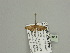  (Eupithecia multiplexAH03Ca - BC ZSM Lep 93617)  @13 [ ] CreativeCommons - Attribution Non-Commercial Share-Alike (2016) SNSB, Staatliche Naturwissenschaftliche Sammlungen Bayerns ZSM (SNSB, Zoologische Staatssammlung Muenchen)