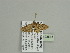  (Eupithecia AH03Ca - BC ZSM Lep 93618)  @13 [ ] CreativeCommons - Attribution Non-Commercial Share-Alike (2016) SNSB, Staatliche Naturwissenschaftliche Sammlungen Bayerns ZSM (SNSB, Zoologische Staatssammlung Muenchen)