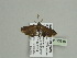  (Eupithecia AH04Ca - BC ZSM Lep 93619)  @13 [ ] CreativeCommons - Attribution Non-Commercial Share-Alike (2016) SNSB, Staatliche Naturwissenschaftliche Sammlungen Bayerns ZSM (SNSB, Zoologische Staatssammlung Muenchen)