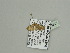  (Eupithecia AH07Ca - BC ZSM Lep 93623)  @13 [ ] CreativeCommons - Attribution Non-Commercial Share-Alike (2016) SNSB, Staatliche Naturwissenschaftliche Sammlungen Bayerns ZSM (SNSB, Zoologische Staatssammlung Muenchen)