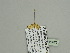  (Eupithecia AH08Ca - BC ZSM Lep 93626)  @12 [ ] CreativeCommons - Attribution Non-Commercial Share-Alike (2016) SNSB, Staatliche Naturwissenschaftliche Sammlungen Bayerns ZSM (SNSB, Zoologische Staatssammlung Muenchen)