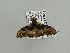  ( - BC ZSM Lep 93627)  @12 [ ] CreativeCommons - Attribution Non-Commercial Share-Alike (2016) SNSB, Staatliche Naturwissenschaftliche Sammlungen Bayerns ZSM (SNSB, Zoologische Staatssammlung Muenchen)